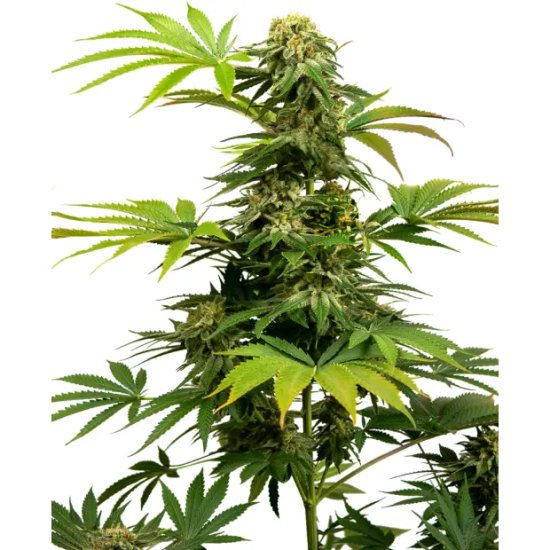 Sensi Seeds Black Harlequin CBD (Harlequin x Black Domina) - feminised