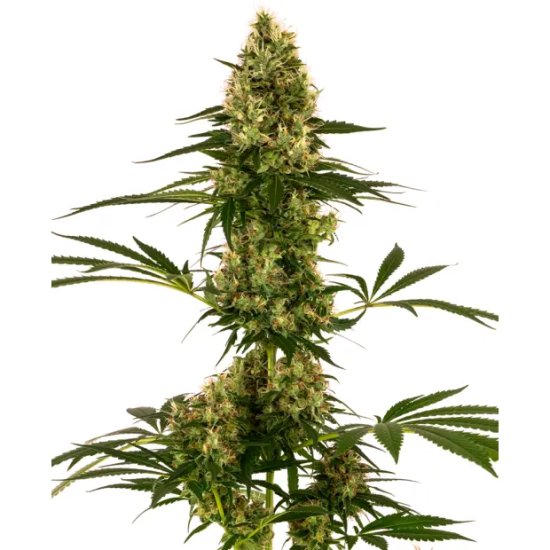 Sensi Seeds Blue Bullet Auto - feminised