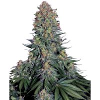 Sensi Seeds Blue Skunk - feminised