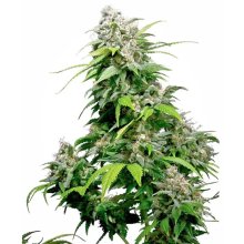 Sensi Seeds California Indica - feminised