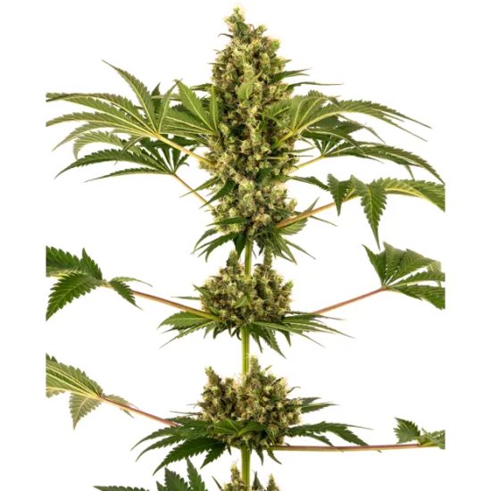 Sensi Seeds CBD Sensi #34 Auto (Sensi Auto CBD) - feminised