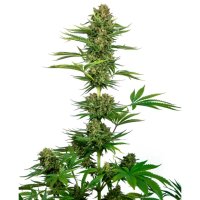 Sensi Seeds CBD Sensi #743 (Black Domina CBD) - feminised