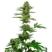 Sensi Seeds CBD Sensi #743 (Black Domina CBD) - feminised