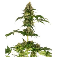 Sensi Seeds Cobalt Haze (Sensi #11) - feminised