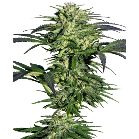 Sensi Seeds Durban - feminised