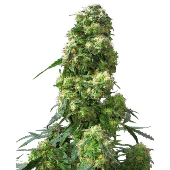 Sensi Seeds Early Skunk - feminised