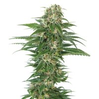 Sensi Seeds Early Skunk Auto - feminised