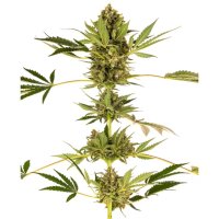 Sensi Seeds Himalayan CBD (Sensi #49) - feminised