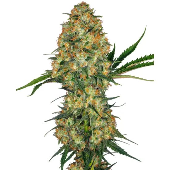 Sensi Seeds Hindu Kush - feminised