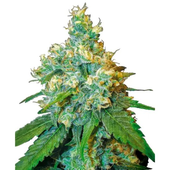 Sensi Seeds Jack Herer - feminised