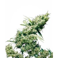 Sensi Seeds Jamaican Pearl - feminised