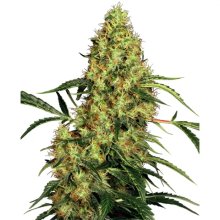 Sensi Seeds Mexican Sativa - feminised