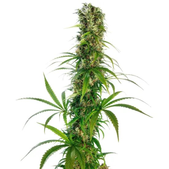 Sensi Seeds Michka - feminised