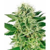 Sensi Seeds Northern Lights - feminised