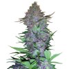 Sensi Seeds Purple Skunk Auto - feminised