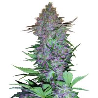 Sensi Seeds Purple Skunk Auto - feminised