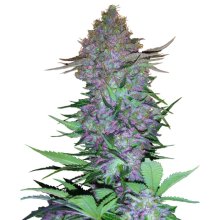 Sensi Seeds Purple Skunk Auto - feminised