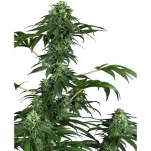 Sensi Seeds Research 420 Punch - feminised