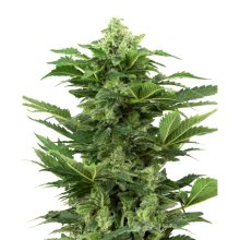 Sensi Seeds Research Afghan Pearl CBD Auto - feminised