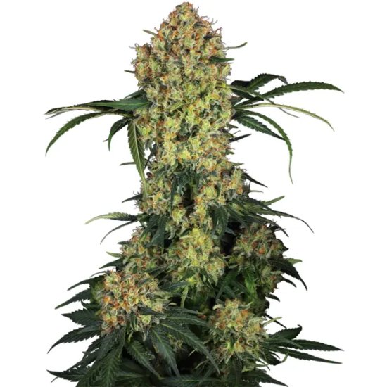 Sensi Seeds Research Aloha OG - feminised