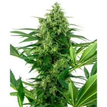 Sensi Seeds Research Banana Frosting - feminised