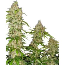 Sensi Seeds Research Banana Kush Cake - feminised