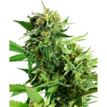 Sensi Seeds Research Blackberry Cake - feminised