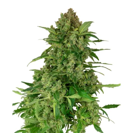 Sensi Seeds Research Black Lights CBD Auto - feminised