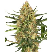 Sensi Seeds Research Blueberry Bubblegum Auto - feminised