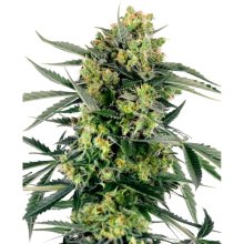 Sensi Seeds Research Blueberry Zkittlez Auto - feminised