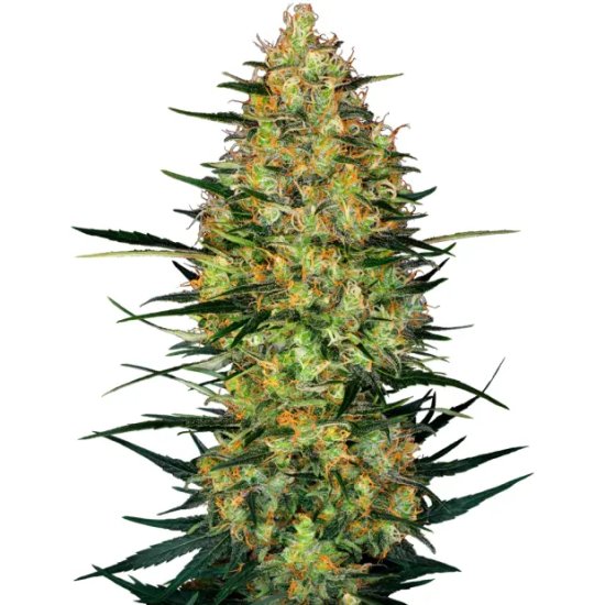 Sensi Seeds Research Caramellow Kush Auto - feminised