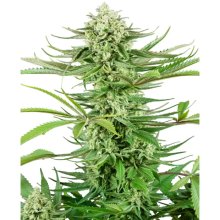 Sensi Seeds Research Cashew Kush - feminised