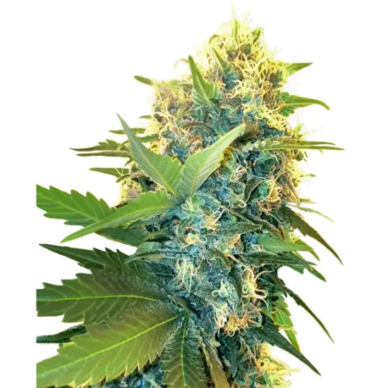 Sensi Seeds Research Double Kush Cake - feminised