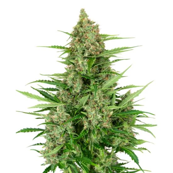 Sensi Seeds Research Double Kush Cake Auto - feminised