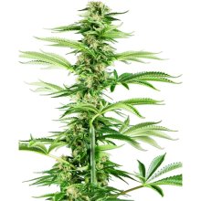 Sensi Seeds Research Honey Melon Haze - feminised