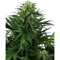 Sensi Seeds Research Honey Melon Kush - feminised