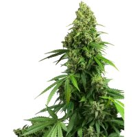 Sensi Seeds Research Honey Melon Kush Auto - feminised