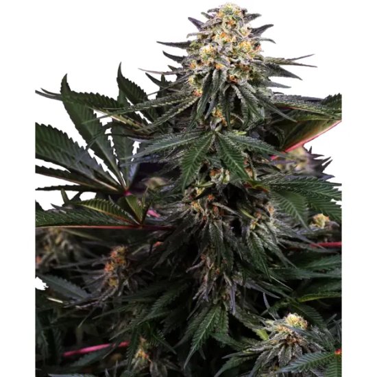 Sensi Seeds Research Lockdown Kush - feminised