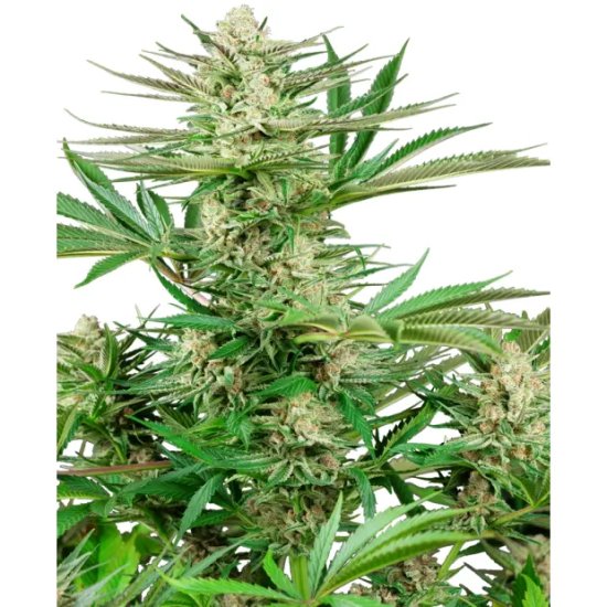 Sensi Seeds Research Malibu OG Gold - feminised