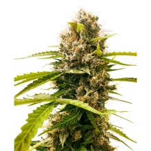 Sensi Seeds Research Mandarin Punch - feminised