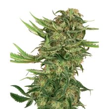 Sensi Seeds Research N13 Kush - feminised