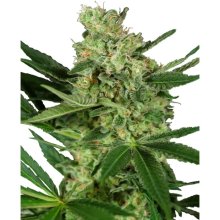 Sensi Seeds Research Pumpkin Spice - feminised