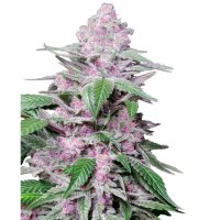 Sensi Seeds Research Purple Cookie Kush - feminised