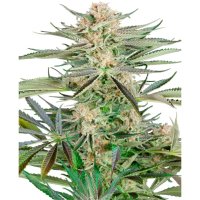 Sensi Seeds Research Screwdriver OG - feminised