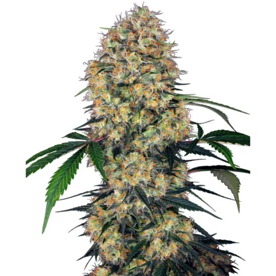 Sensi Seeds Research Sensi Amnesia XXL Auto - feminised