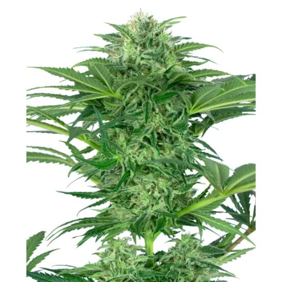 Sensi Seeds Research Skunk Dream CBD - feminised