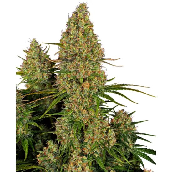 Sensi Seeds Research Sticky Orange XXL Auto - feminised