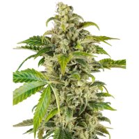 Sensi Seeds Research Sweet & Sour Cream Auto - feminised