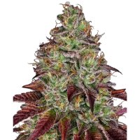 Sensi Seeds Research Tezla OG - feminised