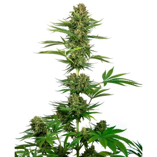 Sensi Seeds Satin Black Domina CBD - feminised